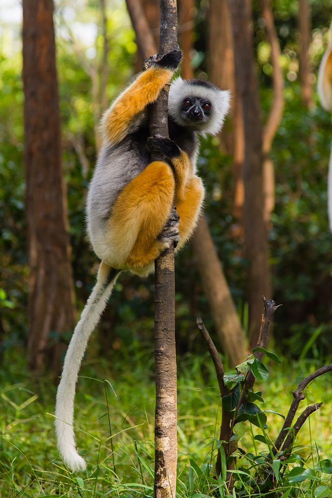 Madagascar-Andasibe-Vakona Lodge-Lemur Island Diademed sifaka in a tree